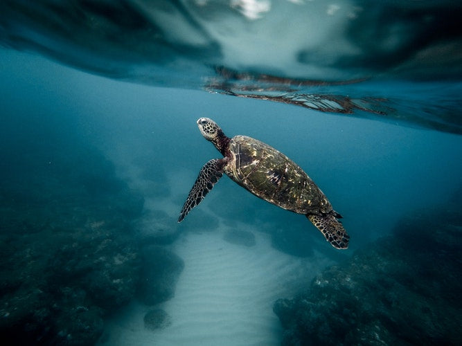 Viral Video Of Sea Turtle With Plastic Straw In Nostril